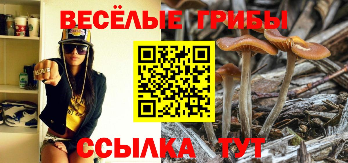 купить   Амурск  Псилоцибиновые грибы Psilocybine cubensis 